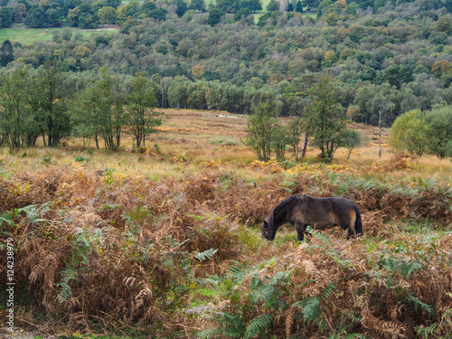 Exmoor Ponies Grazing in the Ashdown Forest in Autumn