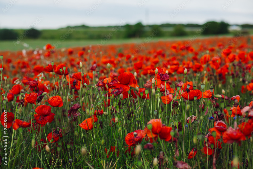 Pretty poppies cover the field