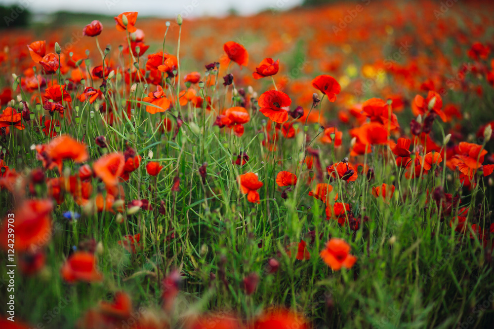 Field of poppies reaches the horizon