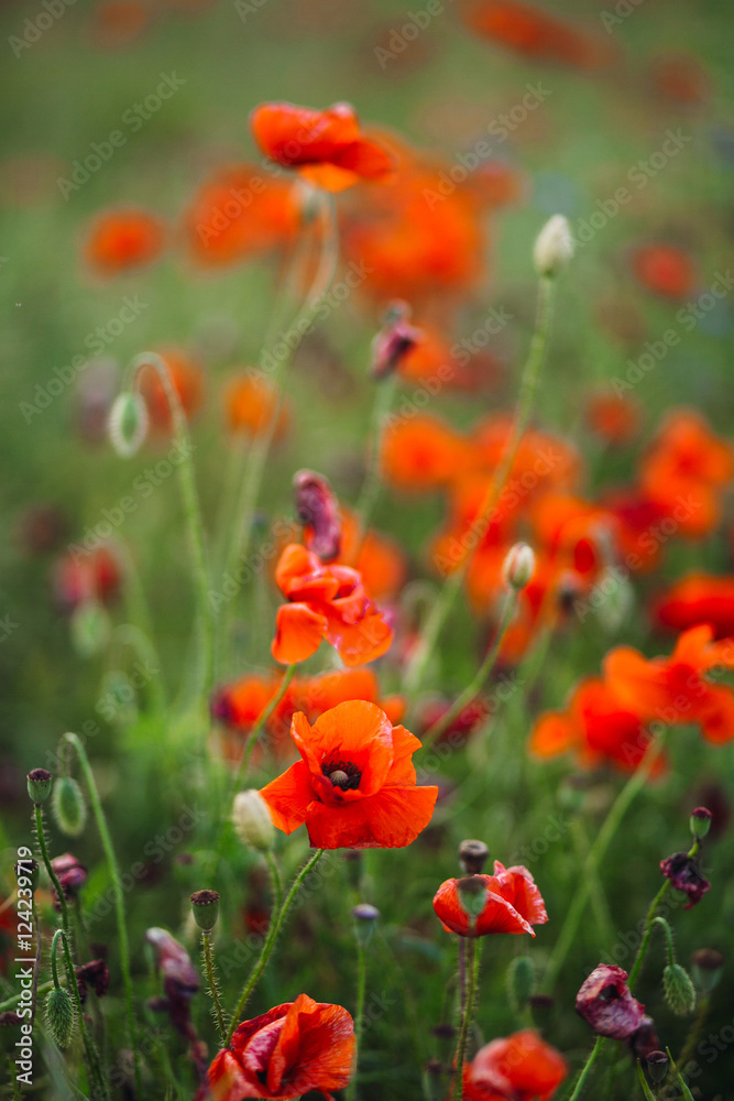 Fototapeta premium Red poppies and violet flowers cover the green field