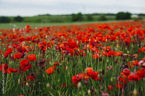 Pretty poppies cover the field