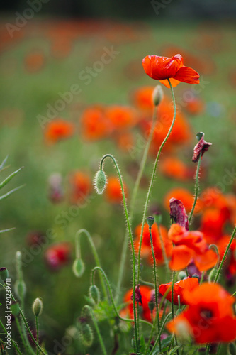 Fancy red poppy raises over the fluffy bud