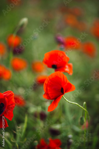 Aromatic poppies grow on dark field © pyrozenko13