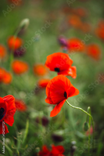 Aromatic poppies grow on dark field