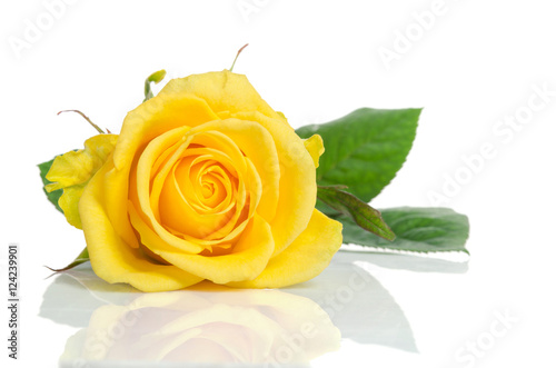 Yellow rose isolated on white background photo