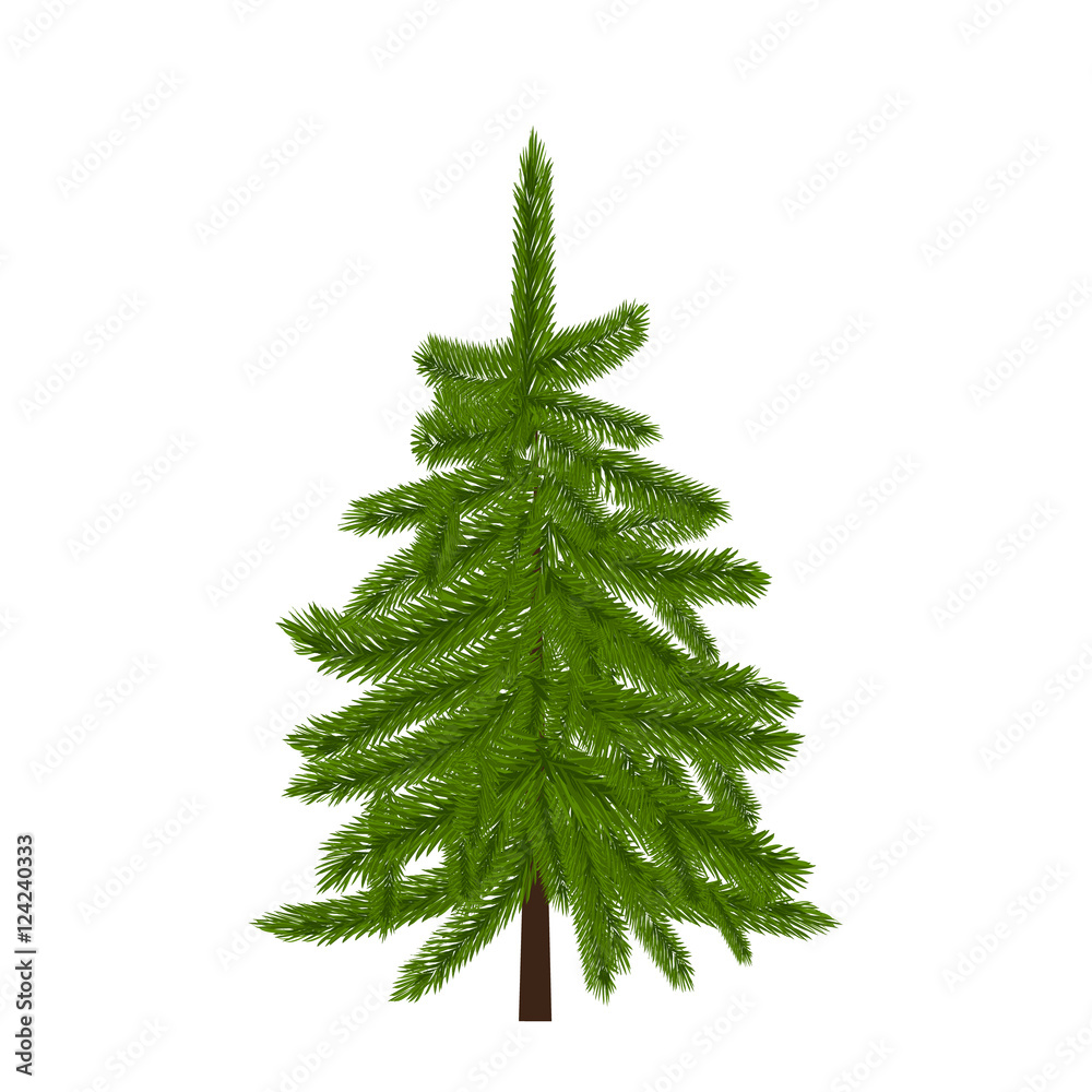 Green lush spruce, pine or fir tree. Fir branches. Isolated on white illustration Green lush spruce, pine or fir tree. Fir branches. Isolated on white illustration
