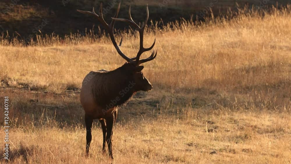 Bull elk standing in field at Yellowstone National Park Bull elk standing in field at Yellowstone National Park