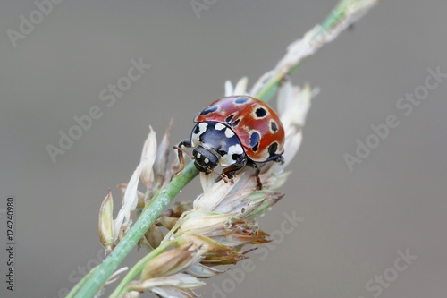 Eyed Ladybug, Anatis ocellata photo