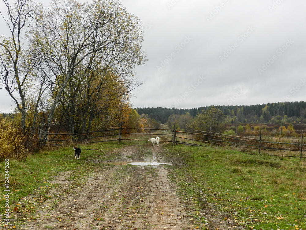 Country road in Kostroma region, Russia