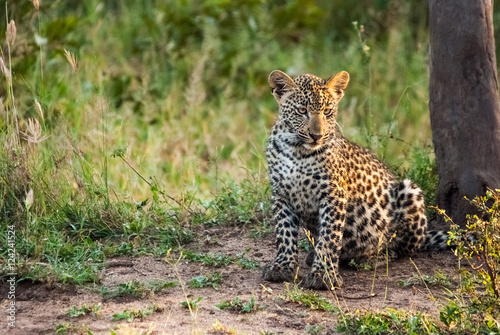A leopard cub landscape  Sabi Sand Game Reserve  South Africa