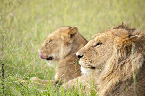 Fototapeta Naklejka Na Ścianę i Meble -  野生のライオン