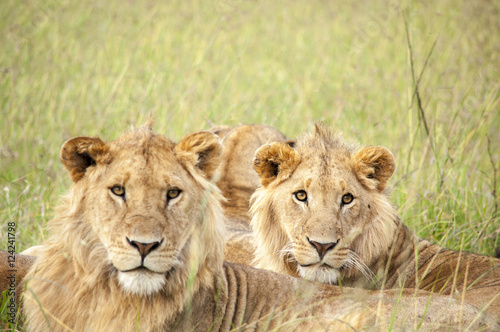野生のライオン © K