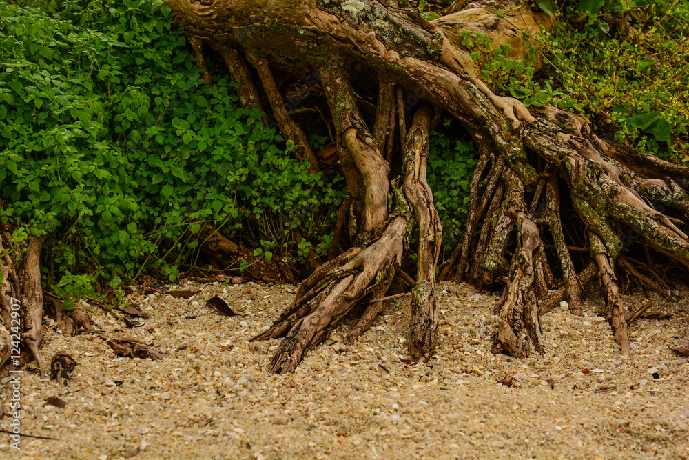 Roots on the beach, Gov. Celso Ramos, Brazil Roots on the beach, Gov. Celso Ramos, Brazil