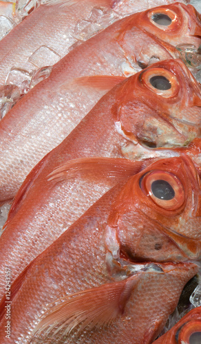 Fresh and wild caught Alfonsino (Beryx decadactylus, Chikame kintoki) fish on the ice rocks. photo