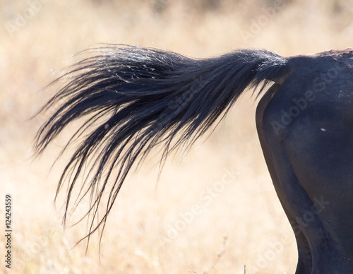 tail of a horse on nature