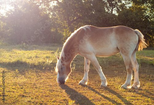 Beautiful Belgian Draft horse grazing in morning sun