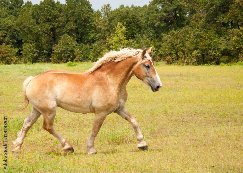Beautiful Belgian Draft horse in an uphill trot across the pasture Beautiful Belgian Draft horse in an uphill trot across the pasture