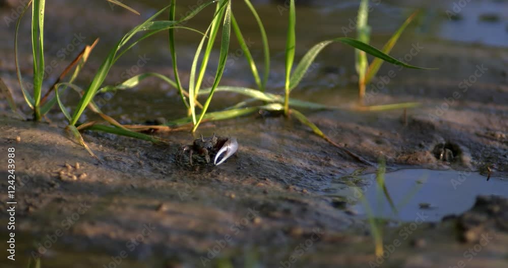 Close up of fiddler crab feeding in wetlands Close up of fiddler crab feeding in wetlands
