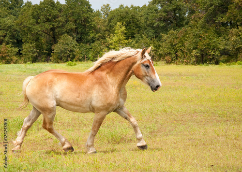 Beautiful Belgian Draft horse in an uphill trot across the pasture