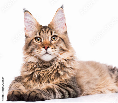 Portrait of domestic black tabby Maine Coon kitten - 5 months old. Cute young cat isolated on white background. Close-up studio photo of striped kitty looking at camera. © DenisNata
