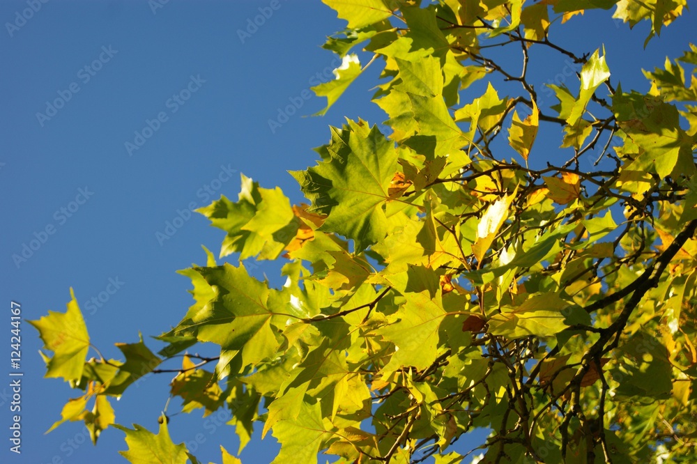 A close-up image of colourful Autumn leaves against a blue sky. A close-up image of colourful Autumn leaves against a blue sky.