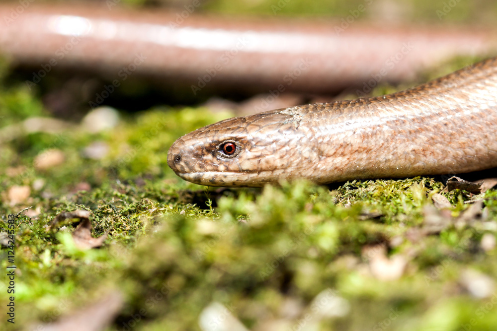 Slow worm (Anguis colchica) from Czech Republic. Slow worm (Anguis colchica) from Czech Republic.