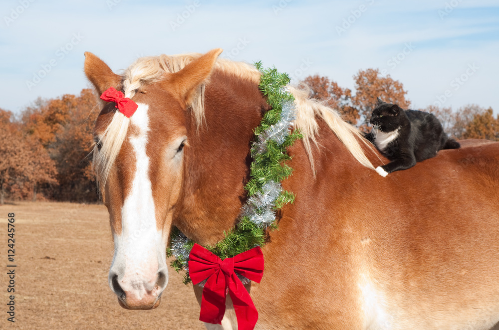 Φωτογραφία Close up image of a large Belgian Draft horse wearing a Christmas wreath around