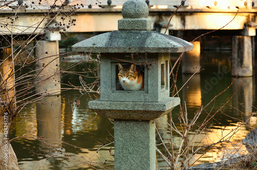 a tricolor cat and stone lantern, sunset at Japanese garden, Kyoto Japan photo