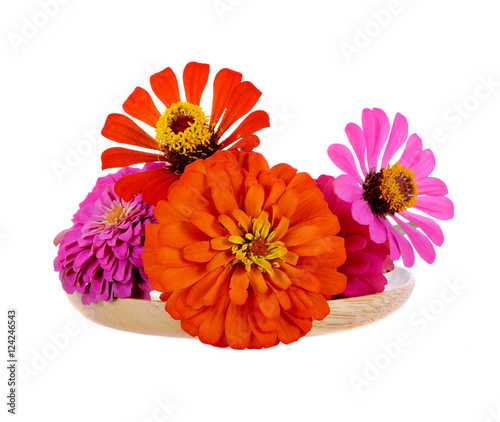 colorful zinnia flowers isolated on white background