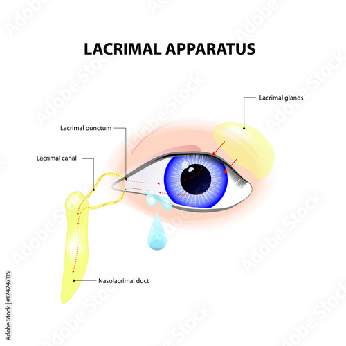 Lacrimal Apparatus photo
