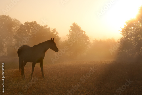 Silhouette of a beautiful Arabian horse against sunrise in heavy fog  in rich sepia tone