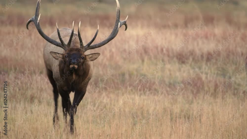 Slow motion of bull elk walking in meadow at Yellowstone National Park Slow motion of bull elk walking in meadow at Yellowstone National Park
