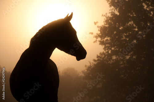 Silhouette of a beautiful Arabian horse against sun shining through heavy fog, in sepia tone