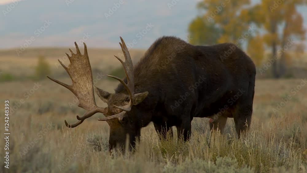 Close up of bull moose grazing in field at Grand Teton National Park