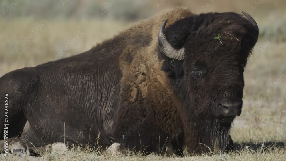 Close up of American bison lying in field Close up of American bison lying in field