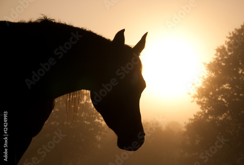 Silhouette of a napping Arabian horse in heavy fog against rising sun in deep sepia tone