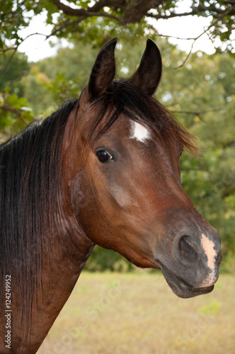 Beautiful dark bay Arabian horse with a star and a snip with a curious expression © pimmimemom