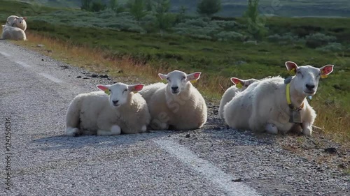 Schafe liegen fressend am Straßenrand photo