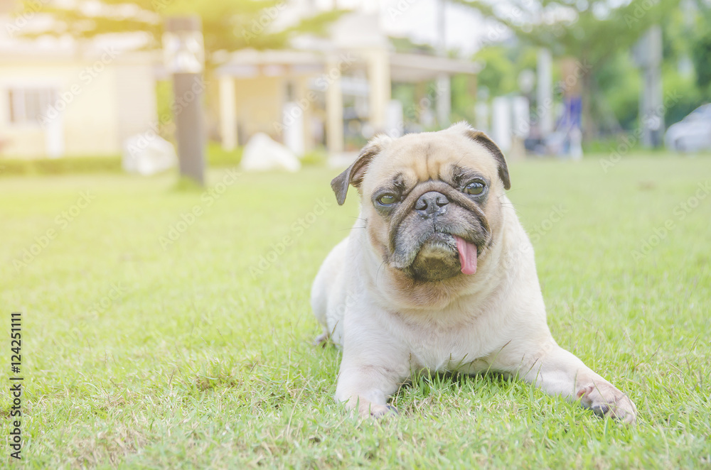 Cute pug dog relaxing on green grass with tongue sticking out