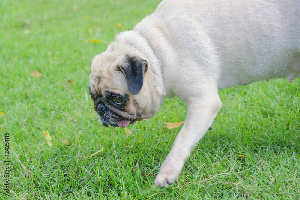 cute pug dog look and wonder, stalk in grass (Selective focus on face)
