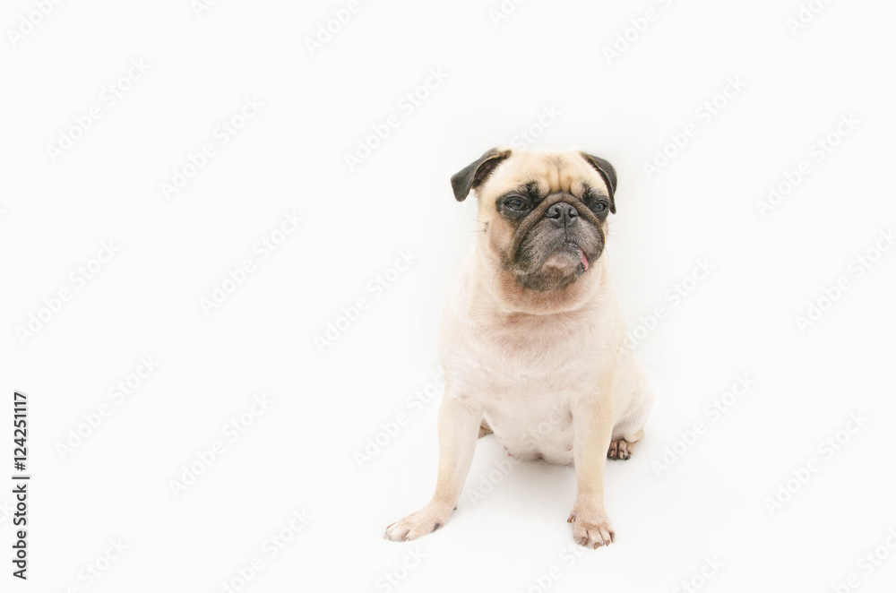 Pug dog sitting on a white background