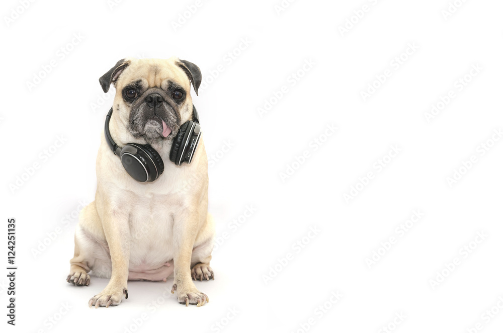 Pug dog listening to music with bluetooth earphone on white background