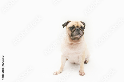 Pug dog sitting on a white background © fongleon356