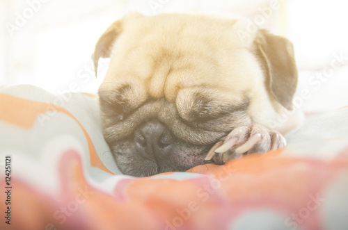 Cute pug dog sleep rest relaxing on blanket bed