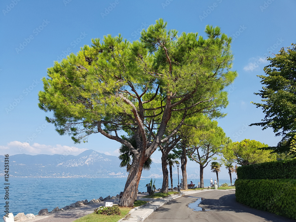 Pinienbaum; Pinie; Pinus, pinea StockFoto Adobe Stock