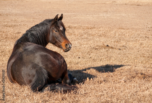 Dark bay Arabian horse resting in dry grass, lying down