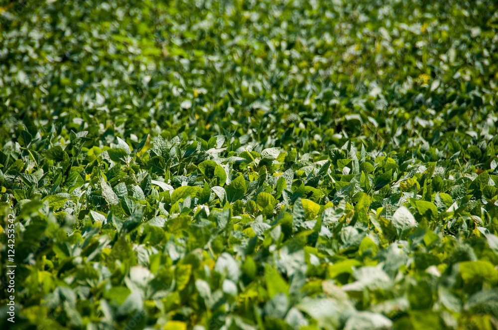 A lot of green foliage background plantation A lot of green foliage background plantation