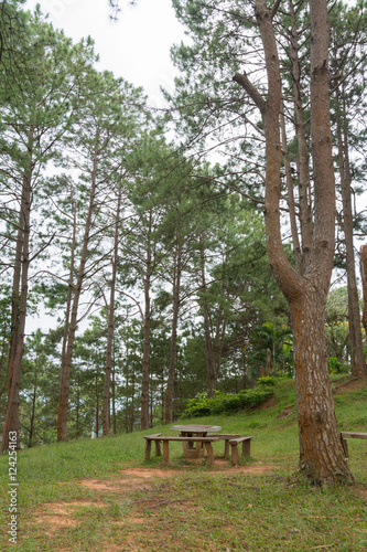 Фотография Empty chair and table in the beautiful pine garden