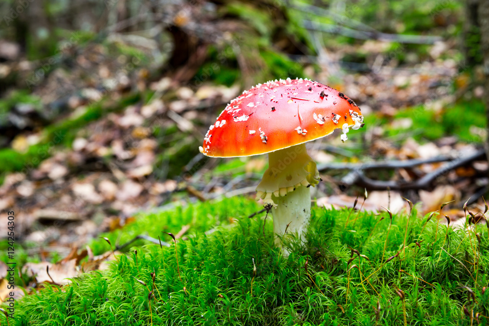 Fly agaric mushroom in forest Fly agaric mushroom in forest