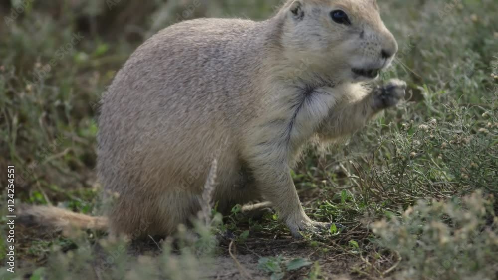 Close up of prairie dog eating grass in field